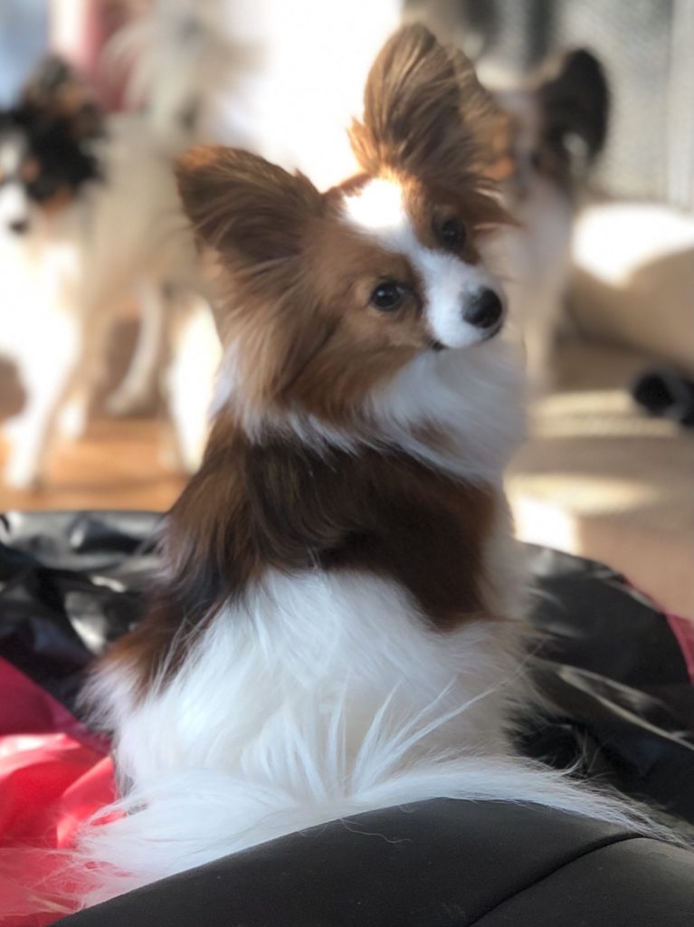 Papillons For Sale Blue Mountain Acres Papillons